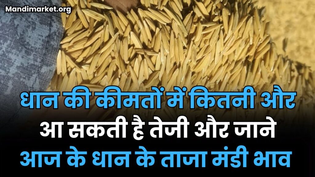धान की कीमतों में कितनी और आ सकती है तेजी | और जाने आज के धान के ताजा मंडी भाव