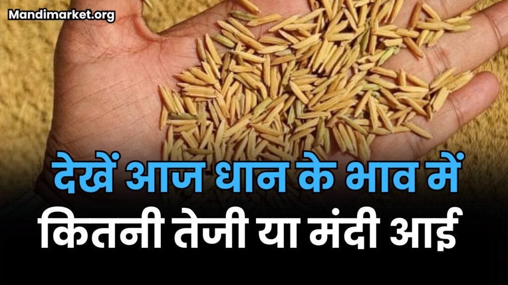 देखें आज धान के भाव में कितनी तेजी या मंदी आई | धान के ताजा मंडी भाव 12 सितम्बर 2025