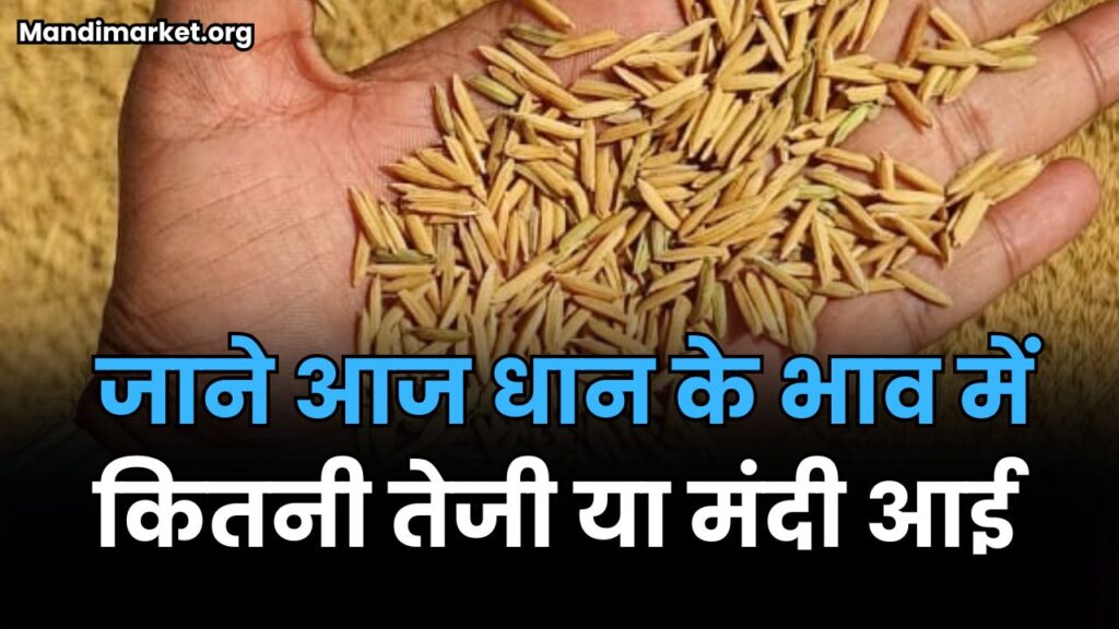 जाने आज धान के भाव में कितनी तेजी या मंदी आई | DHAN MANDI BHAV 17 SEPTEMBER 2025