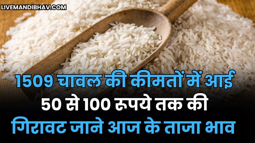 जाने आज 1509, 1718, 1121, 1401, 1885 और अन्य चावल की किस्मो के क्या भाव रहे | CHAVAL KE BHAV 23 SEPTEMBER 2025