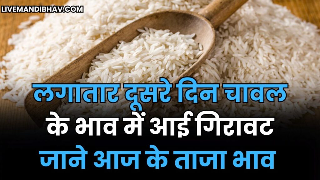 जाने आज 1509, 1718, 1121, 1401, 1885 और अन्य चावल की किस्मो के क्या भाव रहे | CHAVAL KE BHAV 24 SEPTEMBER 2025